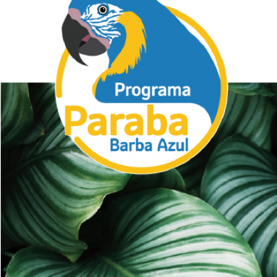 Pbazul